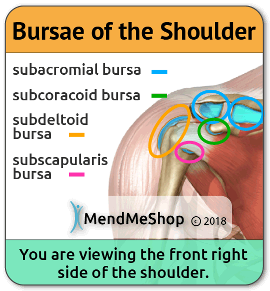 Bursae in the Shoulder and Bursa Pain